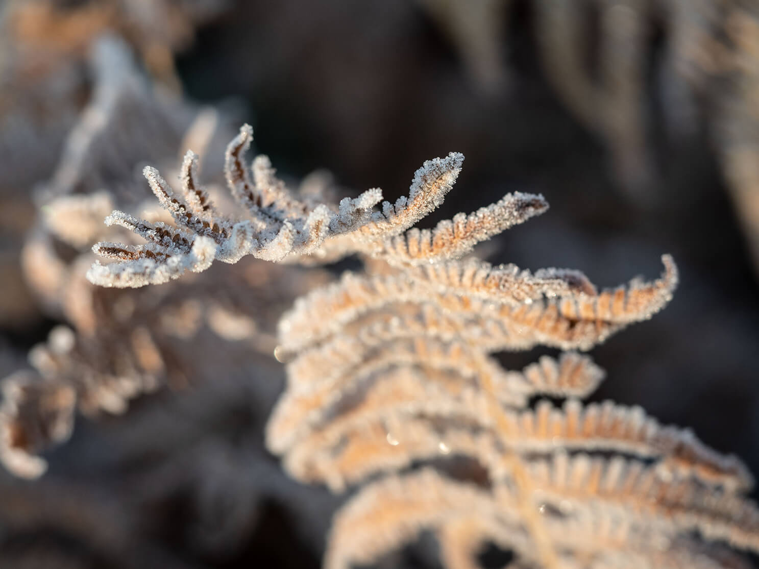 frost Versteck, Natur, Pflanzen, Naturfotografie
