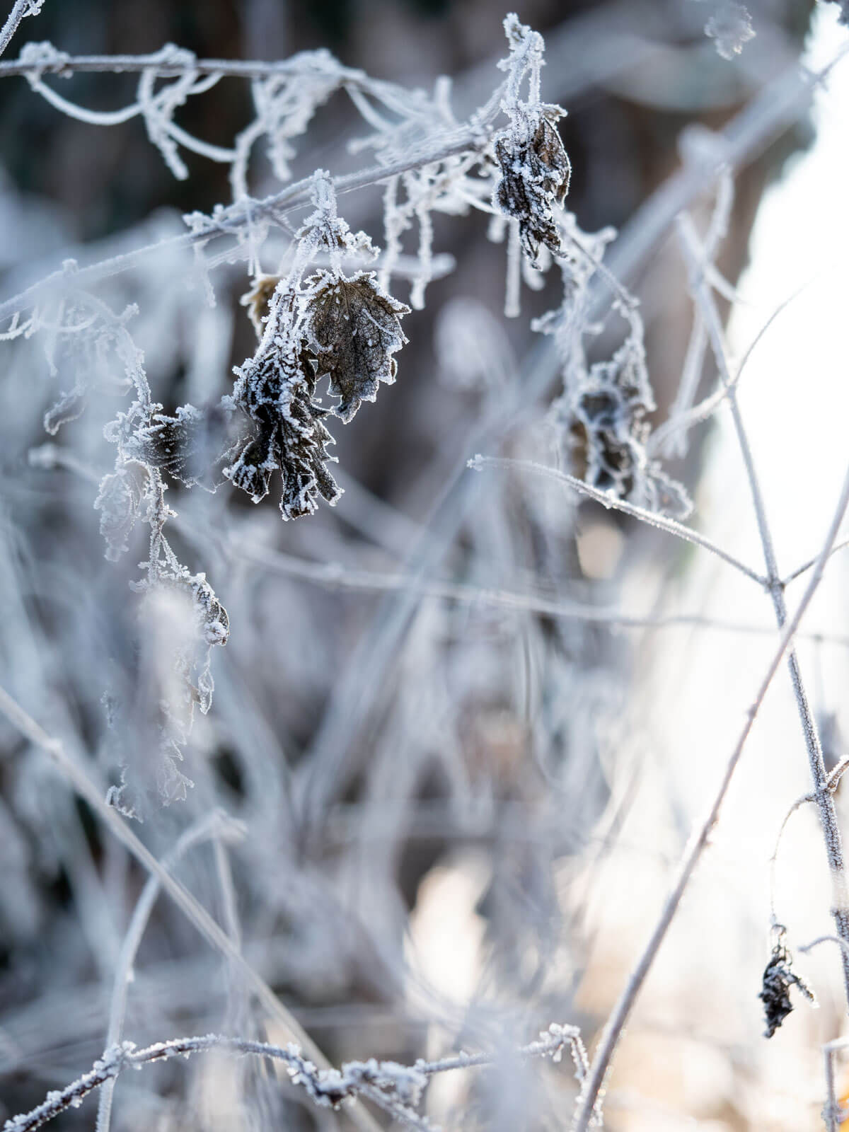 naturphotography, Naturfotografie, Wald, Frost, Morgensonne, Schein, Winter, Kälte