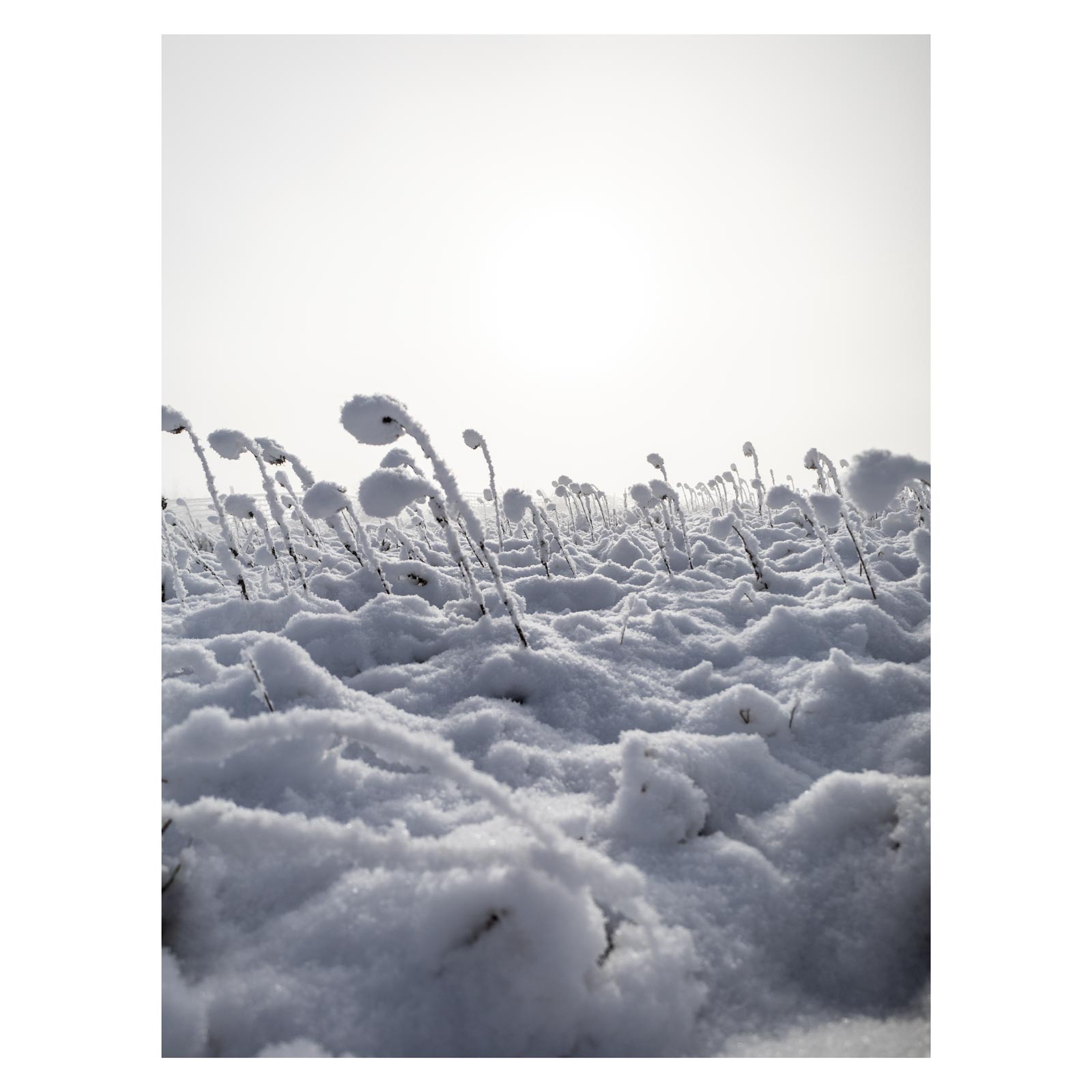 Landschaft Fotografie, Winter, Schnee, Frost, Nebel, steirisches Vulkanland, Kapfenstein, Feldbach, Südoststeiermark, Naturfotografie, Sonnenblumen