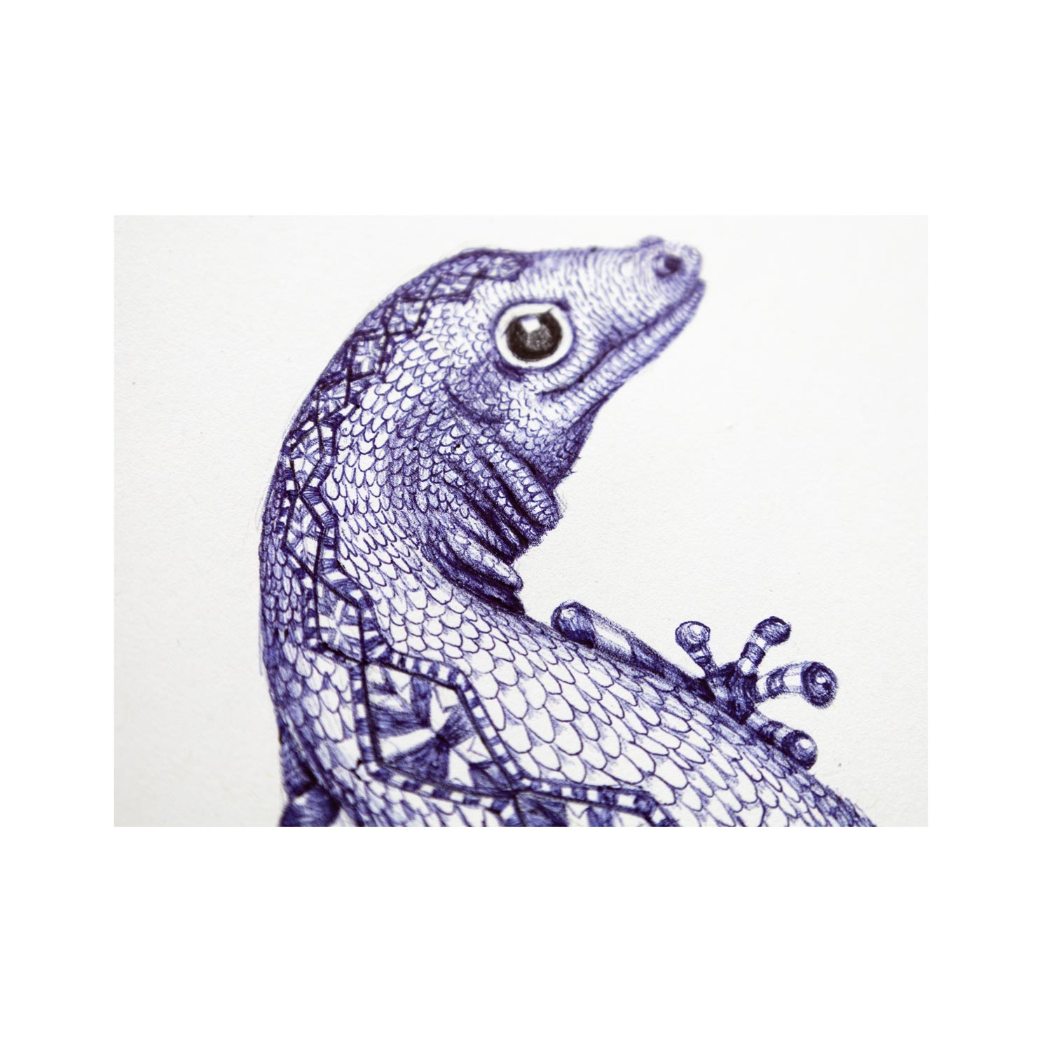 Kullitiere, Gecko, Illustration, Zeichnung, detail, Salamander, Reptil, Kugelschreiber, blau, Schuppen, Muster, Tier, Auge, Falten